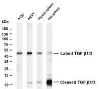 TGF β1/3 (PT0402R) PT® Rabbit mAb