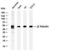 β Tubulin (PT0505R) PT® Rabbit mAb