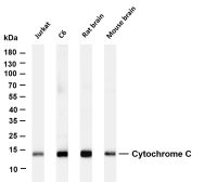 Cytochrome C (PT0394R) PT® Rabbit mAb