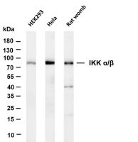 IKK α/β (PT0435R) PT® Rabbit mAb