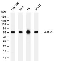 ATG5 (PT0514R) PT® Rabbit mAb