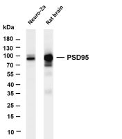 PSD95 (PT0455R) PT® Rabbit mAb