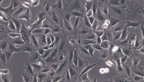 A549细胞培养您不得不知道的一些操作-上海酶研生物