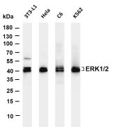 ERK1/2 (PT0510R) PT® Rabbit mAb