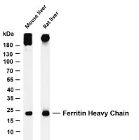 MYL9 (PT0379R) PT® Rabbit mAb