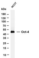 Oct-4 (PT0430R) PT® Rabbit mAb