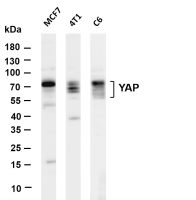 YAP (PT0504R) PT® Rabbit mAb