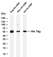 His Tag (PT0481R) PT® Rabbit mAb