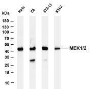 MEK1/2 (PT0433R) PT® Rabbit mAb