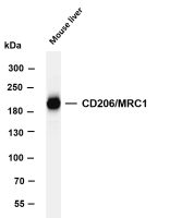 CD206/MRC1 (PT0527R) PT® Rabbit mAb