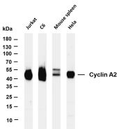Cyclin A2 (PT0382R) PT® Rabbit mAb