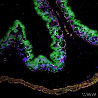 FlexAble 2.0 CoraLite® Plus 647 Antibody Labeling Kit for Rabbit IgG