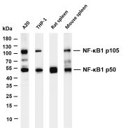 NF-κB1 p105/p50 (PT0463R) PT® Rabbit mAb