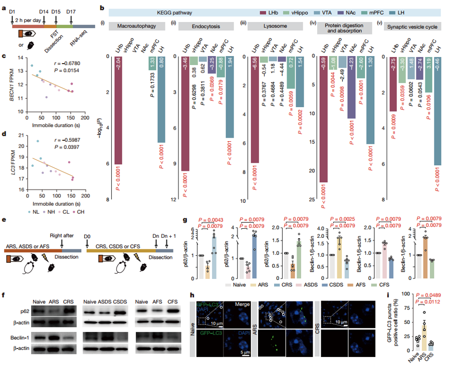 Nature丨汉恒助力浙江大学研究团队揭示抑郁发作新机制——应激动态调节神经元自噬以控制抑郁发作