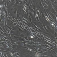 人类风湿关节炎滑膜成纤维细胞/免疫荧光鉴定/镜像绮点（Cellverse）