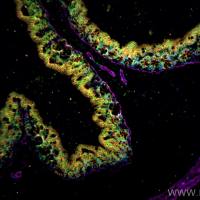 FlexAble 2.0 CoraLite® Plus 647 Antibody Labeling Kit for Mouse IgG1