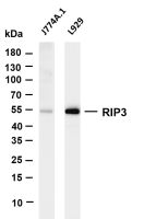 RIP3 (PT0528R) PT® Rabbit mAb