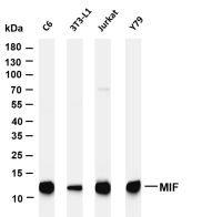 MIF (PT0418R) PT® Rabbit mAb