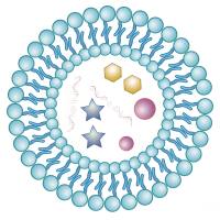 负载积雪草酸的脂质体被聚乙二醇和熊去氧胆酸修饰Asiatic acid@Liposome-PEG/UDCA