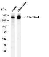 Filamin A (PT0388R) PT® Rabbit mAb