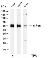 c-Fos (PT0451R) PT® Rabbit mAb