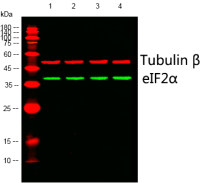 eIF2α (PT0480R) PT® Rabbit mAb