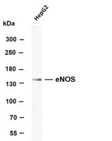 eNOS (PT0454R) PT® Rabbit mAb