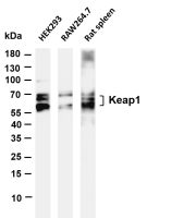 Keap1 (PT0444R) PT® Rabbit mAb