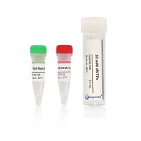 等温扩增DNA聚合酶:Bst Ⅱ DNA Polymerase