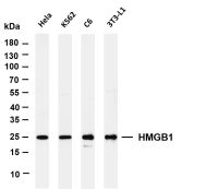 HMGB1 (PT0499R) PT® Rabbit mAb