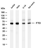 FTO (PT0383R) PT® Rabbit mAb