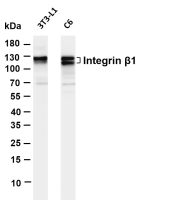 Integrin β1 (PT0512R) PT® Rabbit mAb