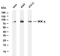 IKK α (PT0501R) PT® Rabbit mAb