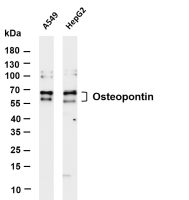Osteopontin (PT0442R) PT® Rabbit mAb