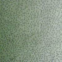 SW1088 Cells人脑星形胶质瘤细胞传代培养|STR图谱