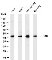 p38 (PT0436R) PT® Rabbit mAb