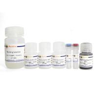 BeyoMag™羧基磁珠偶联试剂盒(500nm)