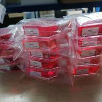 小细胞肺癌NCI-H889