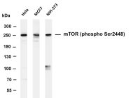 mTOR (Phospho Ser2448) (PT0498R) PT® Rabbit mAb