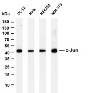 c-Jun (PT0489R) PT® Rabbit mAb