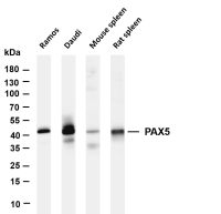 PAX5 (PT0400R) PT® Rabbit mAb