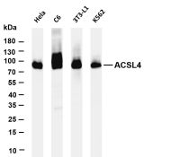 ACSL4 (PT0448R) PT® Rabbit mAb