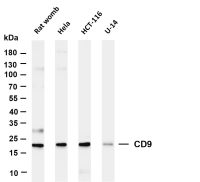 CD9 (PT0507R) PT® Rabbit mAb