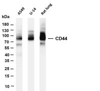 CD44 (PT0439R) PT® Rabbit mAb