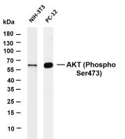 Akt (pan) (Phospho Ser473) (PT0470R) PT® Rabbit mAb
