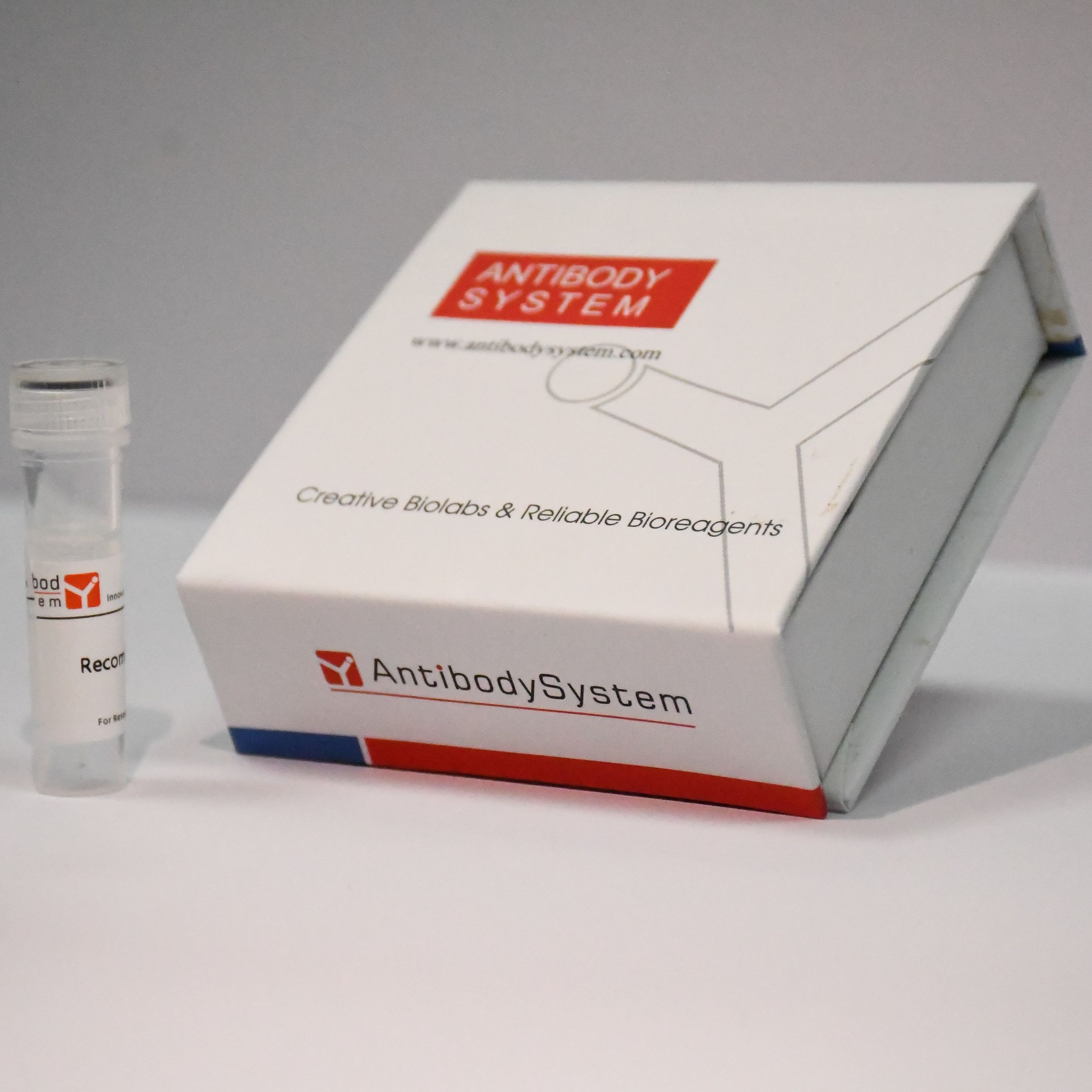 Anti-BNP Antibody (R3E62)