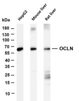 OCLN (PT0483R) PT® Rabbit mAb