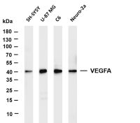 VEGFA (PT0522R) PT® Rabbit mAb