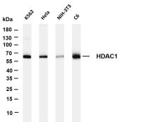 HDAC1 (PT0390R) PT® Rabbit mAb