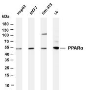 PPARα (PT0384R) PT® Rabbit mAb